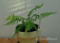 Dicksonia antarctica